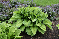 Paradigm Hosta (Hosta 'Paradigm') at Marlin Orchards & Garden Centre