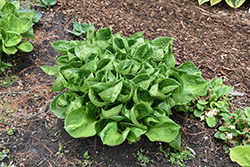Pocketful Of Sunshine Hosta (Hosta 'Pocketful Of Sunshine') at Marlin Orchards & Garden Centre