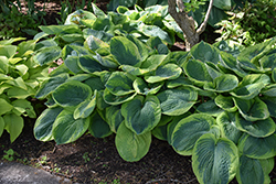 Frances Williams Hosta (Hosta 'Frances Williams') at Marlin Orchards & Garden Centre