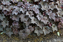 Palace Purple Coral Bells (Heuchera micrantha 'Palace Purple') at Marlin Orchards & Garden Centre