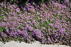 Elfin Creeping Thyme (Thymus praecox 'Elfin') at Marlin Orchards & Garden Centre