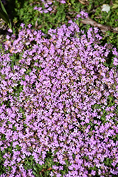 Elfin Creeping Thyme (Thymus praecox 'Elfin') at Marlin Orchards & Garden Centre