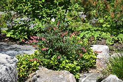 Valentine Bleeding Heart (Dicentra spectabilis 'Hordival') at Marlin Orchards & Garden Centre