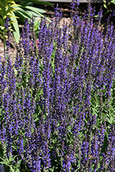 May Night Sage (Salvia x sylvestris 'May Night') at Marlin Orchards & Garden Centre
