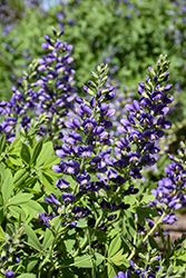 Decadence Blueberry Sundae False Indigo (Baptisia 'Blueberry Sundae') at Marlin Orchards & Garden Centre