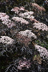 Black Lace Elder (Sambucus nigra 'Eva') at Marlin Orchards & Garden Centre