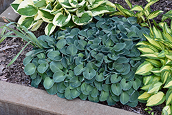 Blue Mouse Ears Hosta (Hosta 'Blue Mouse Ears') at Marlin Orchards & Garden Centre
