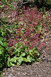 Berry Timeless Coral Bells (Heuchera 'Berry Timeless') at Marlin Orchards & Garden Centre