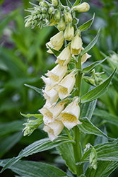 Yellow Foxglove (Digitalis grandiflora) at Marlin Orchards & Garden Centre