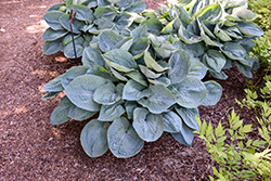 Big Daddy Hosta (Hosta 'Big Daddy') at Marlin Orchards & Garden Centre