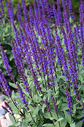 Caradonna Sage (Salvia nemorosa 'Caradonna') at Marlin Orchards & Garden Centre