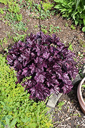 Forever Purple Coral Bells (Heuchera 'Forever Purple') at Marlin Orchards & Garden Centre