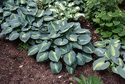 Touch Of Class Hosta (Hosta 'Touch Of Class') at Marlin Orchards & Garden Centre