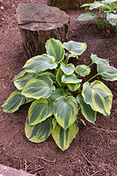 Earth Angel Hosta (Hosta 'Earth Angel') at Marlin Orchards & Garden Centre