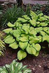 Stained Glass Hosta (Hosta 'Stained Glass') at Marlin Orchards & Garden Centre