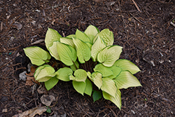 Paradise Island Hosta (Hosta 'Paradise Island') at Marlin Orchards & Garden Centre