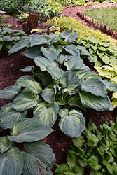 Guardian Angel Hosta (Hosta 'Guardian Angel') at Marlin Orchards & Garden Centre