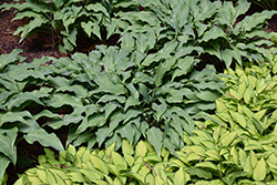 Twilight Time Hosta (Hosta 'Twilight Time') at Marlin Orchards & Garden Centre