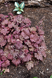 Georgia Peach Coral Bells (Heuchera 'Georgia Peach') at Marlin Orchards & Garden Centre
