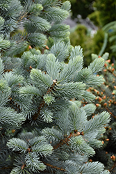 Baby Blue Blue Spruce (Picea pungens 'Baby Blue') at Marlin Orchards & Garden Centre