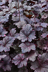Midnight Rose Coral Bells (Heuchera 'Midnight Rose') at Marlin Orchards & Garden Centre