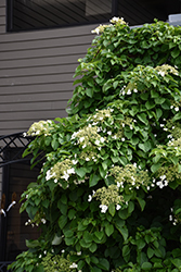 Climbing Hydrangea (Hydrangea anomala 'var. petiolaris') at Marlin Orchards & Garden Centre