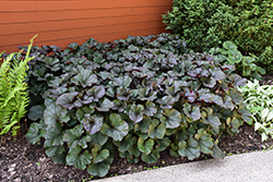 Britt Marie Crawford Rayflower (Ligularia dentata 'Britt Marie Crawford') at Marlin Orchards & Garden Centre