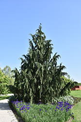 Weeping Nootka Cypress (Chamaecyparis nootkatensis 'Pendula') at Marlin Orchards & Garden Centre