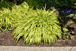 All Gold Hakone Grass (Hakonechloa macra 'All Gold') at Marlin Orchards & Garden Centre