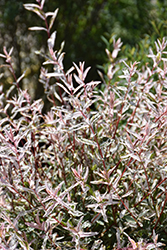 Tricolor Willow (Salix integra 'Hakuro Nishiki') at Marlin Orchards & Garden Centre