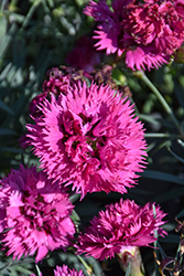 Fruit Punch Spiked Punch Pinks (Dianthus 'Spiked Punch') at Marlin Orchards & Garden Centre