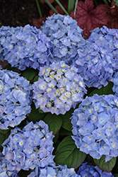 Let's Dance Sky View Hydrangea (Hydrangea 'SMNHSME') at Marlin Orchards & Garden Centre