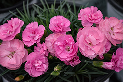 Fruit Punch Sweetie Pie Pinks (Dianthus 'Sweetie Pie') at Marlin Orchards & Garden Centre