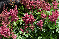 Fireberry Astilbe (Astilbe 'Fireberry') at Marlin Orchards & Garden Centre