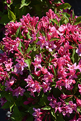 Sonic Bloom Pink Reblooming Weigela (Weigela florida 'Bokrasopin') at Marlin Orchards & Garden Centre