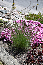 Elijah Blue Fescue (Festuca glauca 'Elijah Blue') at Marlin Orchards & Garden Centre