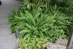 Kimberley Queen Australian Sword Fern (Nephrolepis obliterata 'Kimberley Queen') at Marlin Orchards & Garden Centre