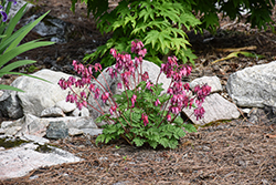 Luxuriant Bleeding Heart (Dicentra 'Luxuriant') at Marlin Orchards & Garden Centre