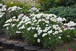Daisy May Shasta Daisy (Leucanthemum x superbum 'Daisy Duke') at Marlin Orchards & Garden Centre