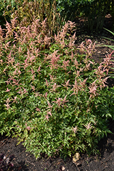 Bressingham Beauty Astilbe (Astilbe x arendsii 'Bressingham Beauty') at Marlin Orchards & Garden Centre