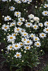 Whoops-A-Daisy Shasta Daisy (Leucanthemum x superbum 'Whoops-A-Daisy') at Marlin Orchards & Garden Centre