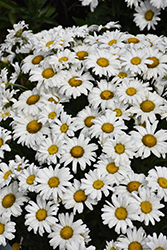 Daisy May Shasta Daisy (Leucanthemum x superbum 'Daisy Duke') at Marlin Orchards & Garden Centre