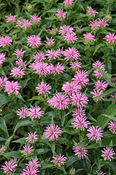 Pardon My Pink Beebalm (Monarda didyma 'Pardon My Pink') at Marlin Orchards & Garden Centre