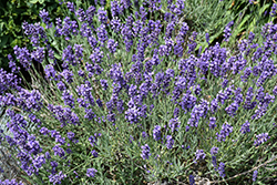 Hidcote Lavender (Lavandula angustifolia 'Hidcote') at Marlin Orchards & Garden Centre