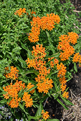 Butterfly Weed (Asclepias tuberosa) at Marlin Orchards & Garden Centre