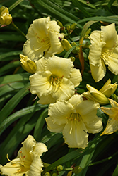 Stella Supreme Daylily (Hemerocallis 'Stella Supreme') at Marlin Orchards & Garden Centre
