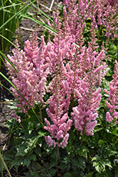 Little Vision In Pink Chinese Astilbe (Astilbe chinensis 'Little Vision In Pink') at Marlin Orchards & Garden Centre