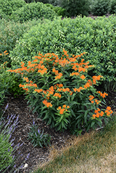 Butterfly Weed (Asclepias tuberosa) at Marlin Orchards & Garden Centre