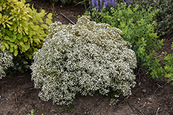 Summer Sparkles Baby's Breath (Gypsophila paniculata 'ESM Chispa') at Marlin Orchards & Garden Centre