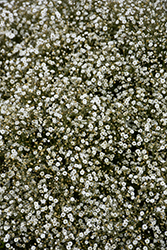 Summer Sparkles Baby's Breath (Gypsophila paniculata 'ESM Chispa') at Marlin Orchards & Garden Centre